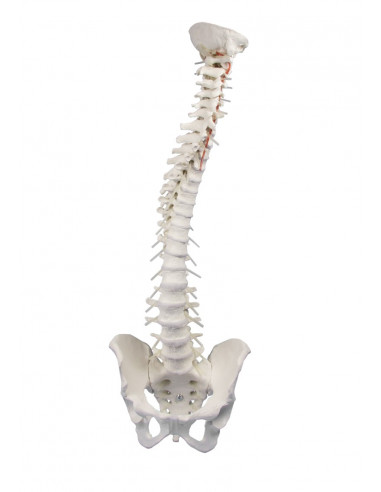 Erler Zimmer modello di colonna...