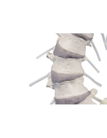 Erler Zimmer modello di colonna vertebrale flessibile di alta qualitÃ  4006