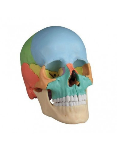 Cranio Erler Zimmer scomponibile in 22 parti colorato 4708