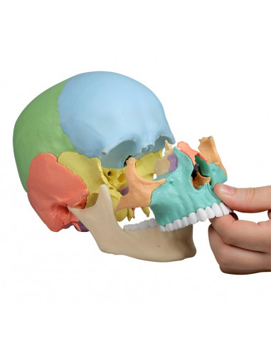 Cranio Erler Zimmer scomponibile in...