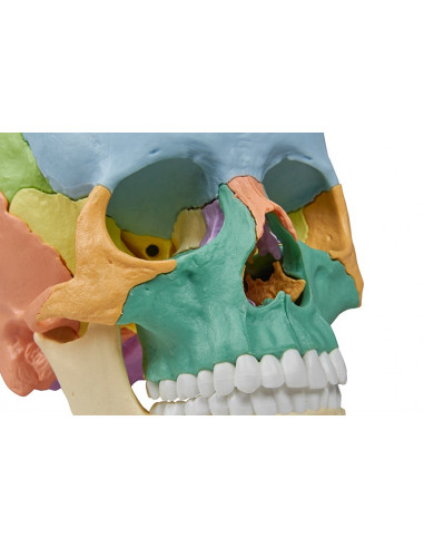 Cranio Erler Zimmer scomponibile in...