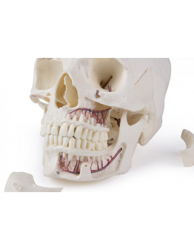 Cranio di lusso per studi avanzati,...