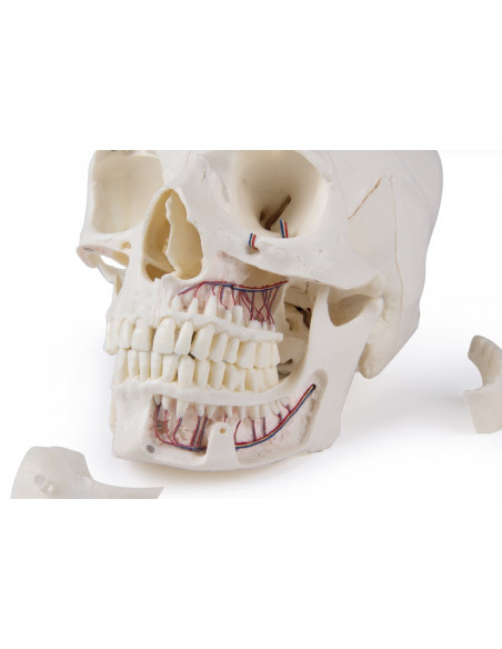 Cranio di lusso per studi avanzati, in 14 parti Erler Zimmer 4800