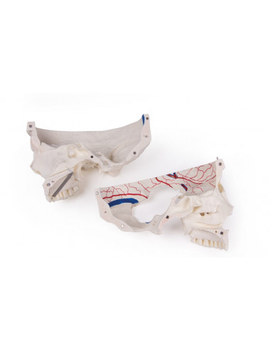 Cranio di lusso per studi avanzati,...