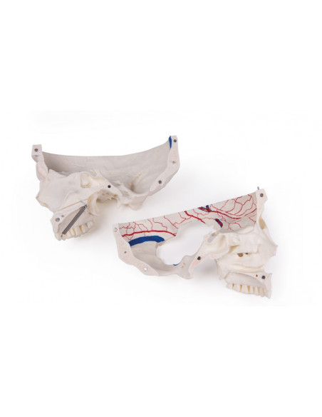 Cranio di lusso per studi avanzati, in 14 parti Erler Zimmer 4800