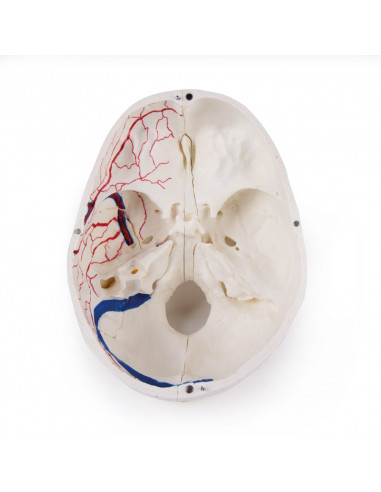 Cranio di lusso per studi avanzati,...