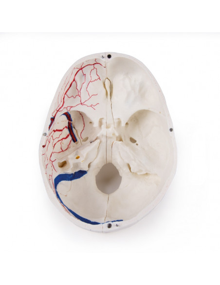 Cranio di lusso per studi avanzati, in 14 parti Erler Zimmer 4800