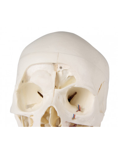 Cranio di lusso per studi avanzati,...