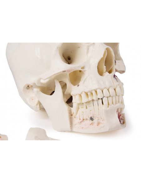 Cranio di lusso per studi avanzati, in 14 parti Erler Zimmer 4800