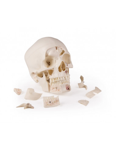 Cranio di lusso per studi avanzati,...