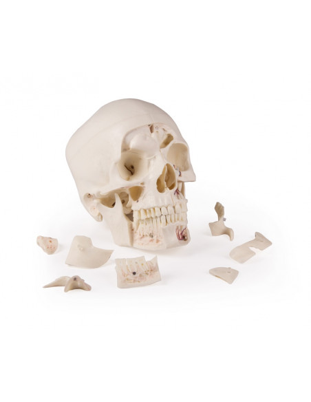 Cranio di lusso per studi avanzati, in 14 parti Erler Zimmer 4800