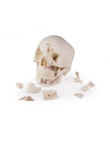 Cranio di lusso per studi avanzati,...