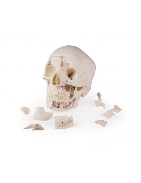 Cranio di lusso per studi avanzati, in 14 parti Erler Zimmer 4800