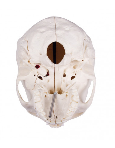 Cranio di lusso per studi avanzati,...