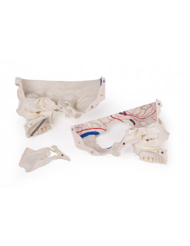 Cranio di lusso per studi avanzati,...