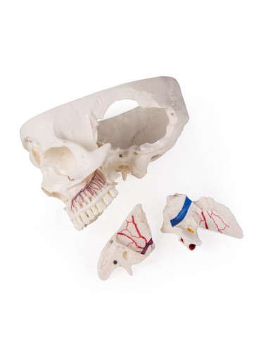 Cranio di lusso per studi avanzati,...