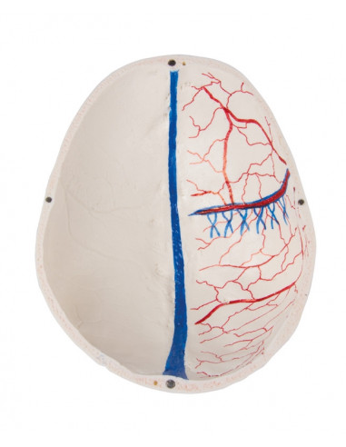 Cranio di lusso per studi avanzati,...