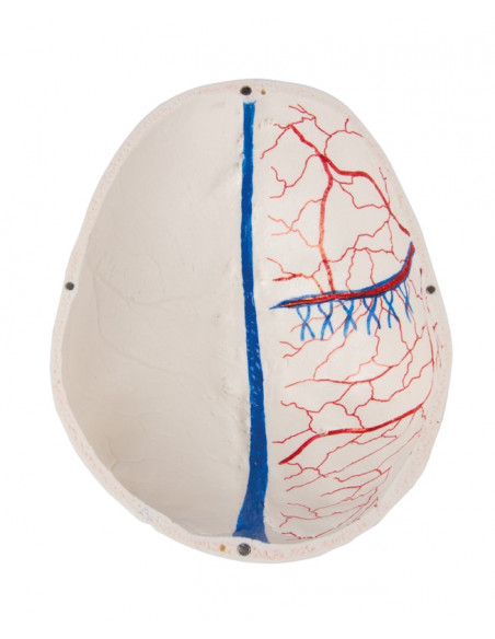 Cranio di lusso per studi avanzati, in 14 parti Erler Zimmer 4800