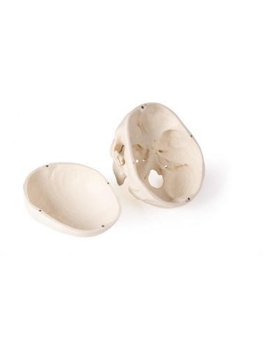 Cranio di lusso per odontoiatria e...