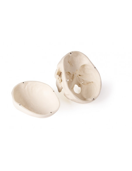 Cranio di lusso per odontoiatria e chirurgia dentale, in 5 parti Erler Zimmer 4850