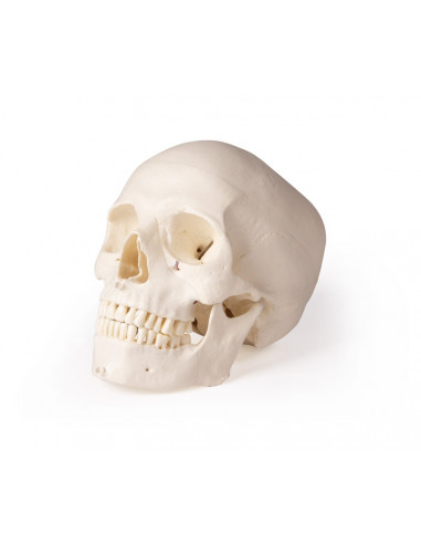 Cranio di lusso per odontoiatria e...