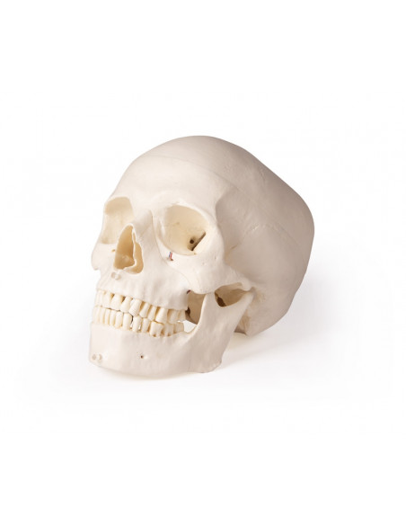 Cranio di lusso per odontoiatria e chirurgia dentale, in 5 parti Erler Zimmer 4850