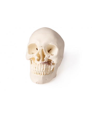 Cranio di lusso per odontoiatria e...