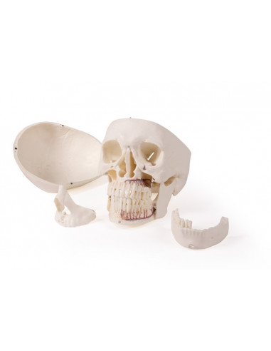 Cranio di lusso per odontoiatria e...