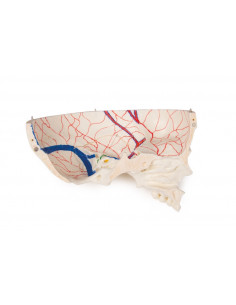 Cranio bambino di lusso per...