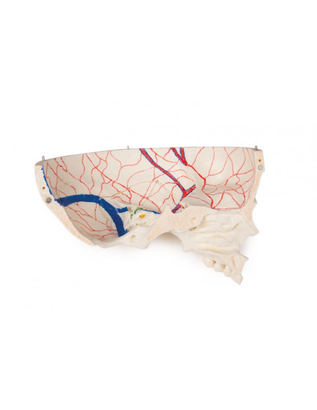 Cranio bambino di lusso per studi avanzati, in 14 parti Erler Zimmer 4810