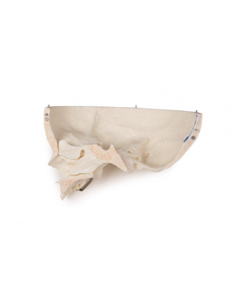 Cranio bambino di lusso per studi avanzati, in 14 parti Erler Zimmer 4810