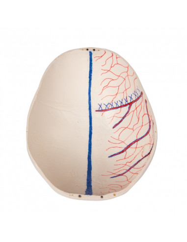 Cranio bambino di lusso per studi...