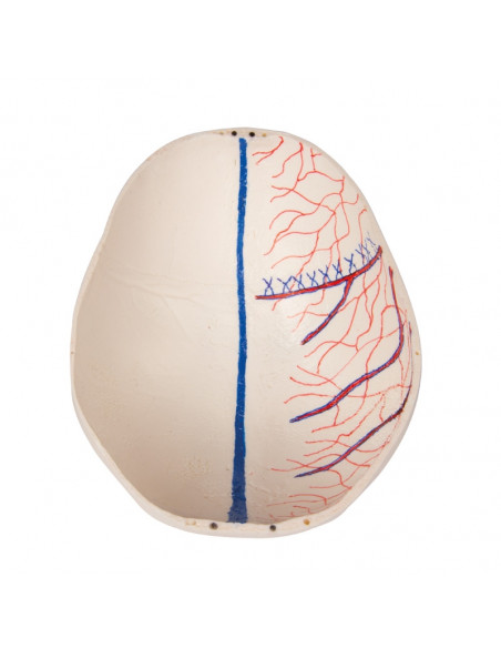 Cranio bambino di lusso per studi avanzati, in 14 parti Erler Zimmer 4810