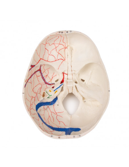 Cranio bambino di lusso per studi avanzati, in 14 parti Erler Zimmer 4810