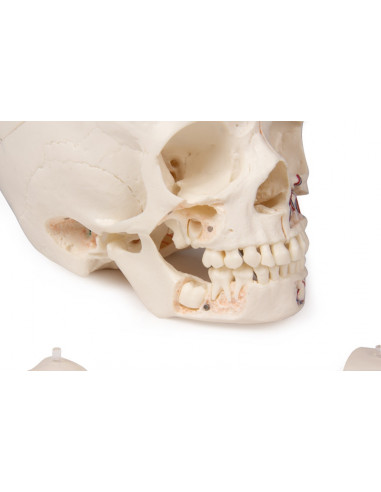 Cranio bambino di lusso per studi...