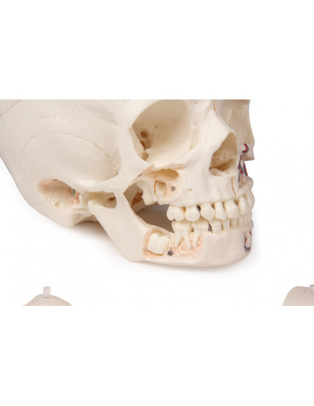 Cranio bambino di lusso per studi avanzati, in 14 parti Erler Zimmer 4810