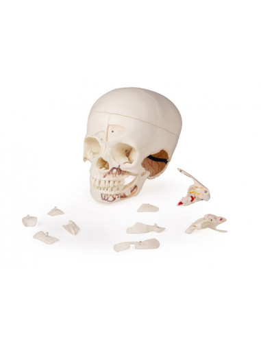 Cranio bambino di lusso per studi...