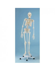 Erler Zimmer, modello...