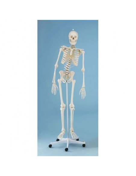 Erler Zimmer, modello anatomico di scheletro con colonna vertebrale flessibile Hugo 3014
