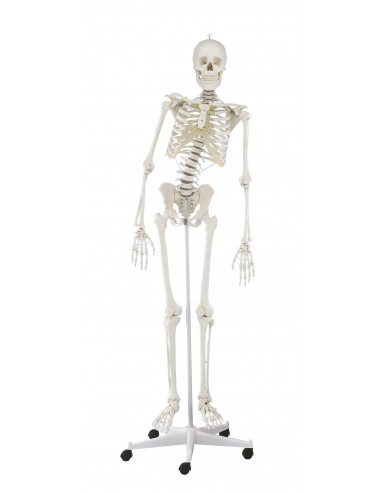 Erler Zimmer, modello anatomico di...