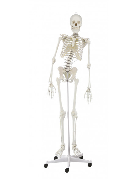 Erler Zimmer, modello anatomico di scheletro con colonna vertebrale flessibile Hugo 3014