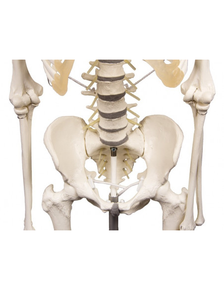 Erler Zimmer, modello anatomico di scheletro con colonna vertebrale flessibile Hugo 3014