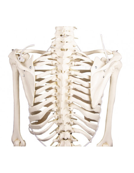 Erler Zimmer, modello anatomico di scheletro con colonna vertebrale flessibile Hugo 3014