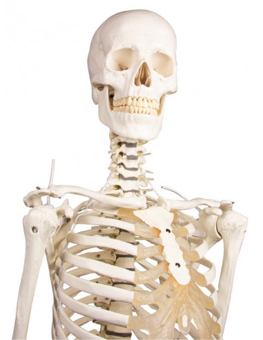 Erler Zimmer, modello anatomico di...