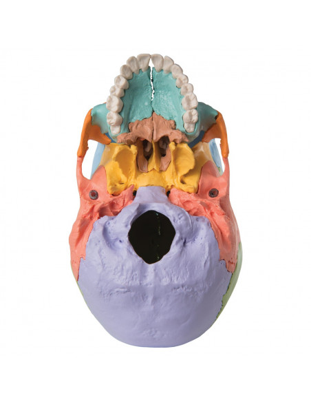 Cranio didattico colorato scomponibile in 22 parti per studiare anatomia del cranio 3B Scientific A291