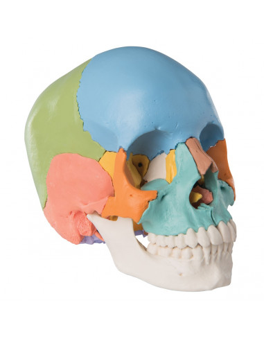 Cranio didattico colorato...