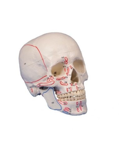 Erler Zimmer, Cranio, modello classico, con inserzioni dei muscoli, scomponibile in 3 parti 4509