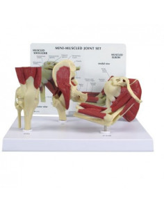 Set di mini articolazioni...
