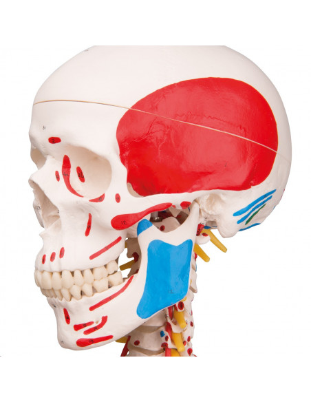 Modello di Scheletro umano Sam con legamenti articolari e inserzioni muscolari 3B Scientific A13