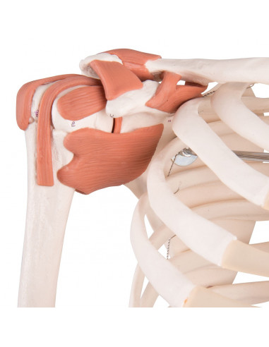 Modello di Scheletro umano Sam con...